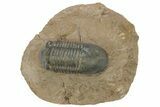 Corynexochid (Paralejurus) Trilobite - Lghaft, Morocco #210166-2